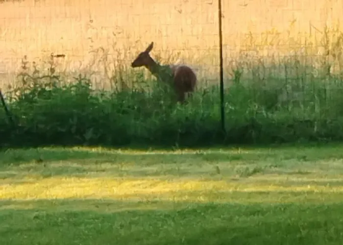 Maison Chaleureuse Et Nature * La Chapelle-Sur-Erdre